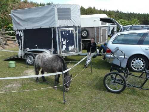 igs-pony-10-hitzacker.jpg