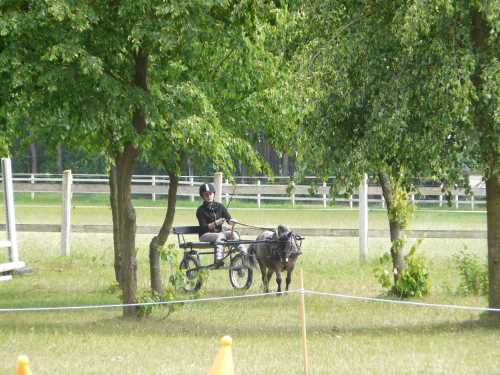 igs-pony-12-hitzacker.jpg