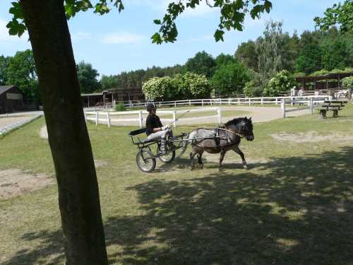 igs-pony-13-hitzacker.jpg