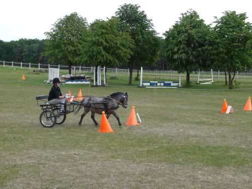 igs-pony-14-hitzacker.jpg