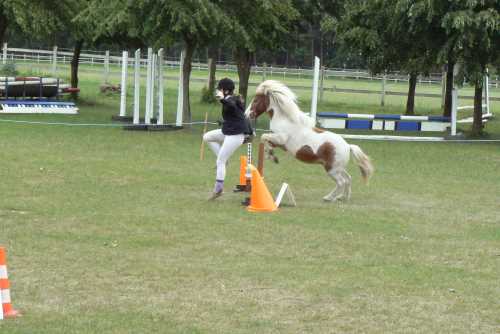 igs-pony-29-hitzacker.jpg