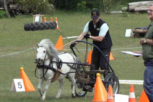igs-pony-37-hitzacker.jpg