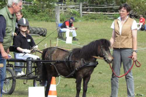 igs-pony-40-hitzacker.jpg