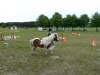 igs-pony-03-hitzacker.jpg