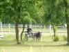 igs-pony-12-hitzacker.jpg