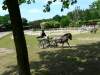 igs-pony-13-hitzacker.jpg