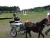 igs-pony-15-hitzacker.jpg