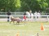 igs-pony-17-hitzacker.jpg