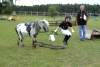 igs-pony-22-hitzacker.jpg