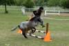 igs-pony-26-hitzacker.jpg