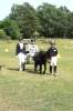 igs-pony-39-hitzacker.jpg