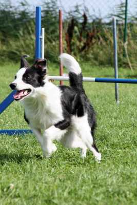 agility-02-hund.jpg