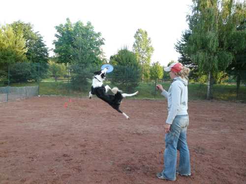 agility-03-hund.jpg