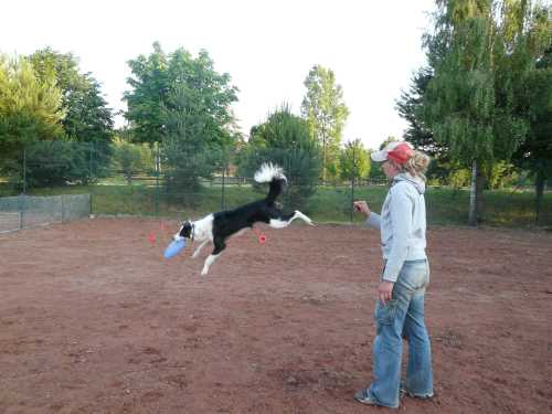 agility-04-hund.jpg