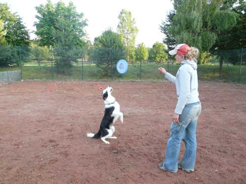 agility-05-hund.jpg