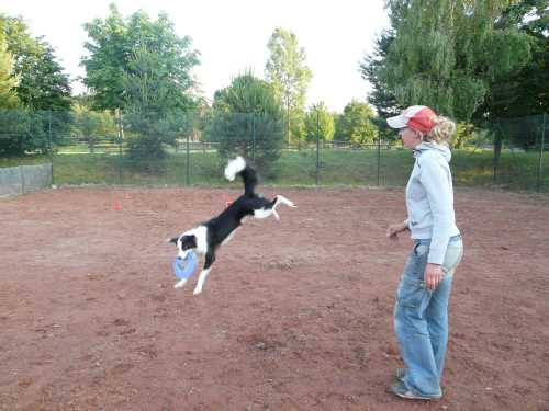 agility-07-hund.jpg