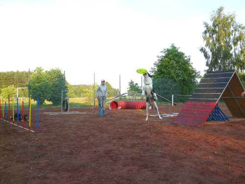 agility-12-hund.jpg