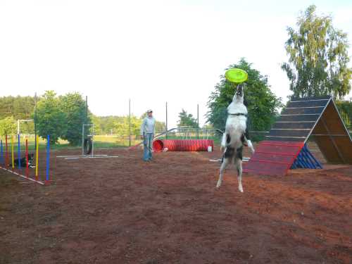 agility-13-hund.jpg