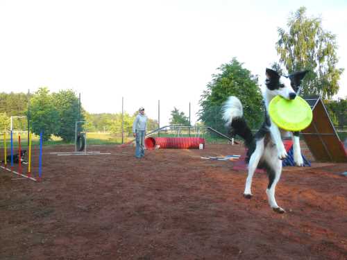 agility-14-hund.jpg