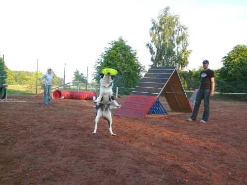 agility-15-hund.jpg