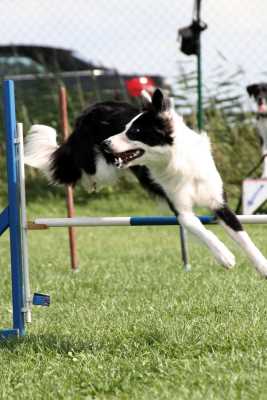 agility-20-hund.jpg