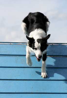 agility-21-hund.jpg