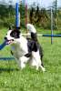 agility-02-hund.jpg