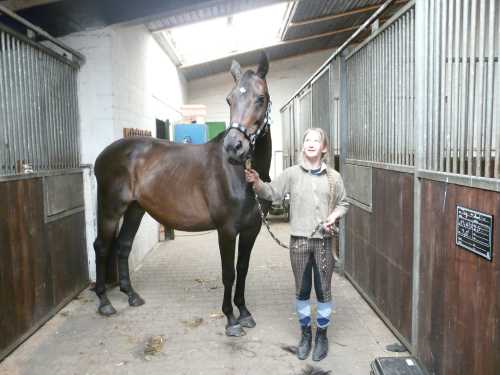 dressur-pferd01-niedersachsen.jpg