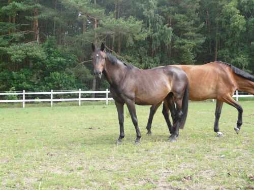 dressur-pferd02-niedersachsen.jpg