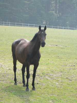 dressur-pferd03-niedersachsen.jpg