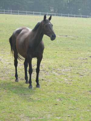 dressur-pferd04-niedersachsen.jpg