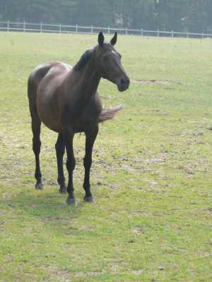 dressur-pferd05-niedersachsen.jpg