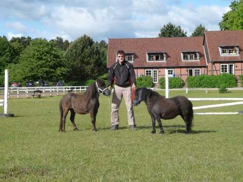 shetland-01-pony.jpg