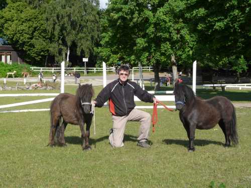 shetland-02-pony.jpg