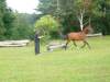 cor-de-la-bryere-11-chasseur.jpg