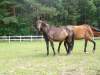 dressur-pferd02-niedersachsen.jpg
