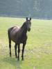 dressur-pferd03-niedersachsen.jpg