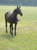 dressur-pferd05-niedersachsen.jpg