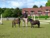 shetland-01-pony.jpg