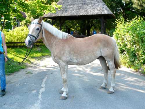alois-haflinger.jpg