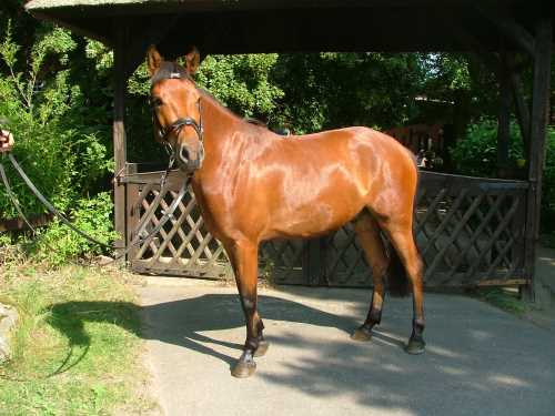 baileys-new-forest.jpg