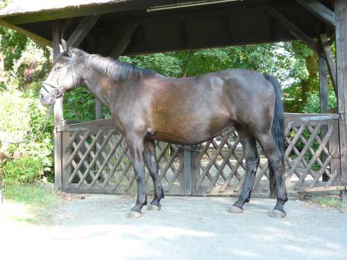 carina-warmblut.jpg