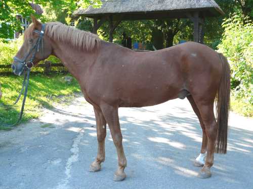 dandy-deutsches-reitpony.jpg