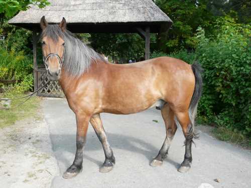 dschingis-khan-mongolisches-pferd.jpg