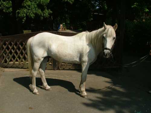 fjalla-deutsches-reitpony.jpg