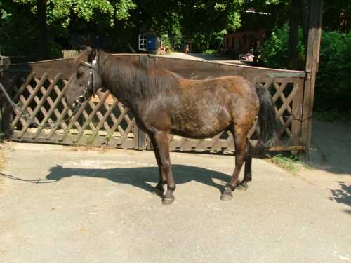 fridolin-shetland-pony.jpg
