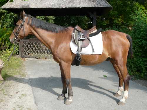harry-hirsch-warmblut.jpg