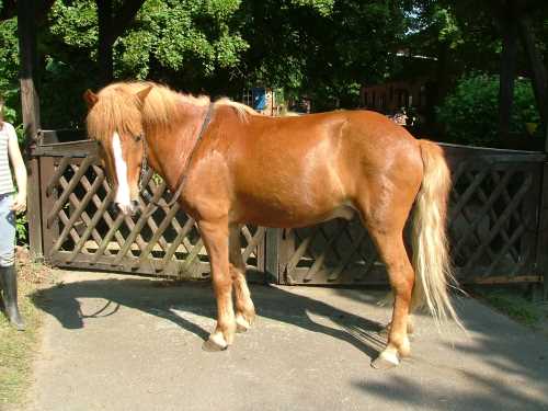 hjoerva-islaender-island-pony.jpg