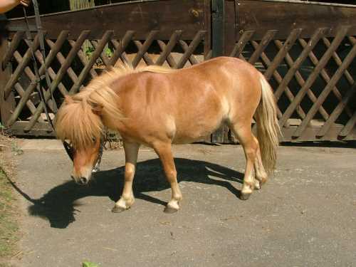 ibykos-shetland-pony.jpg