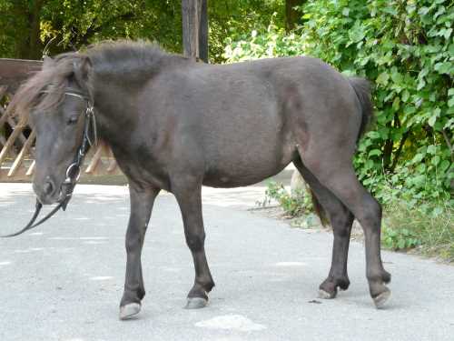 lisa-shetland-pony.jpg
